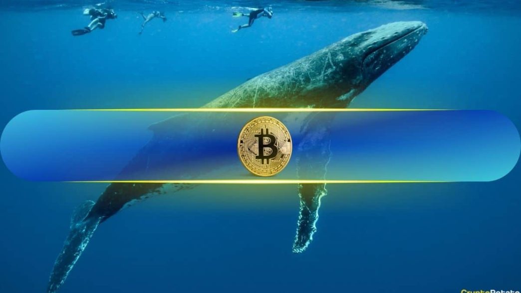 Bitcoin Whales Scoop Up 94.7K BTC in Just 6 Week