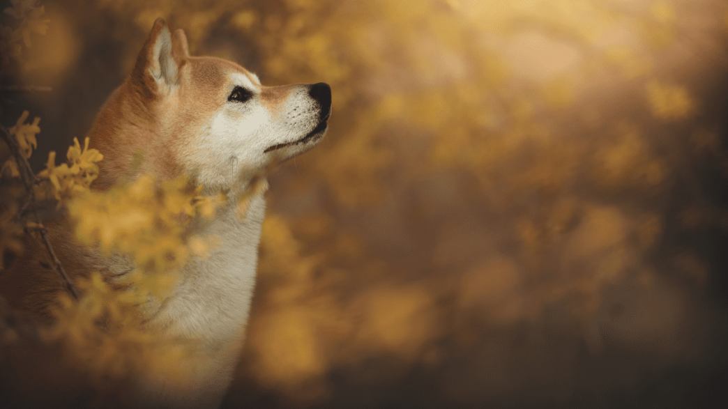 Shiba Inu, Pepe, Dogecoin Explode by Double Digits, Total Liquidations Up to $150M