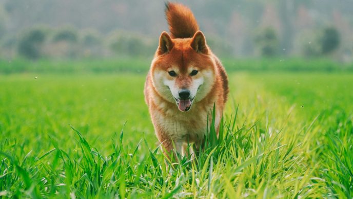 Shiba Inu Whale Action Hints At Explosive 7,000% Growth