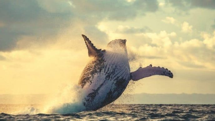 These Crypto Projects Are Seeing the Highest Increase in Whale Activity