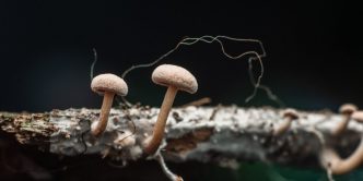 Mushroom Learns to Crawl After Researchers Give It a Robotic Body