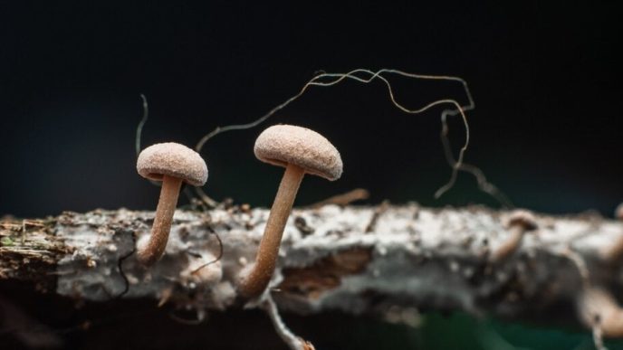 Mushroom Learns to Crawl After Researchers Give It a Robotic Body