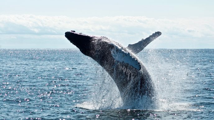 Whales Hit All-Time High Bitcoin Holdings At 670,000