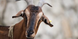 Crypto Trader Turns $5K Into $1.5 Million With Lucky Bet on GOAT Meme Coin