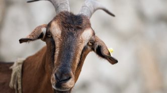 Crypto Trader Turns $5K Into $1.5 Million With Lucky Bet on GOAT Meme Coin