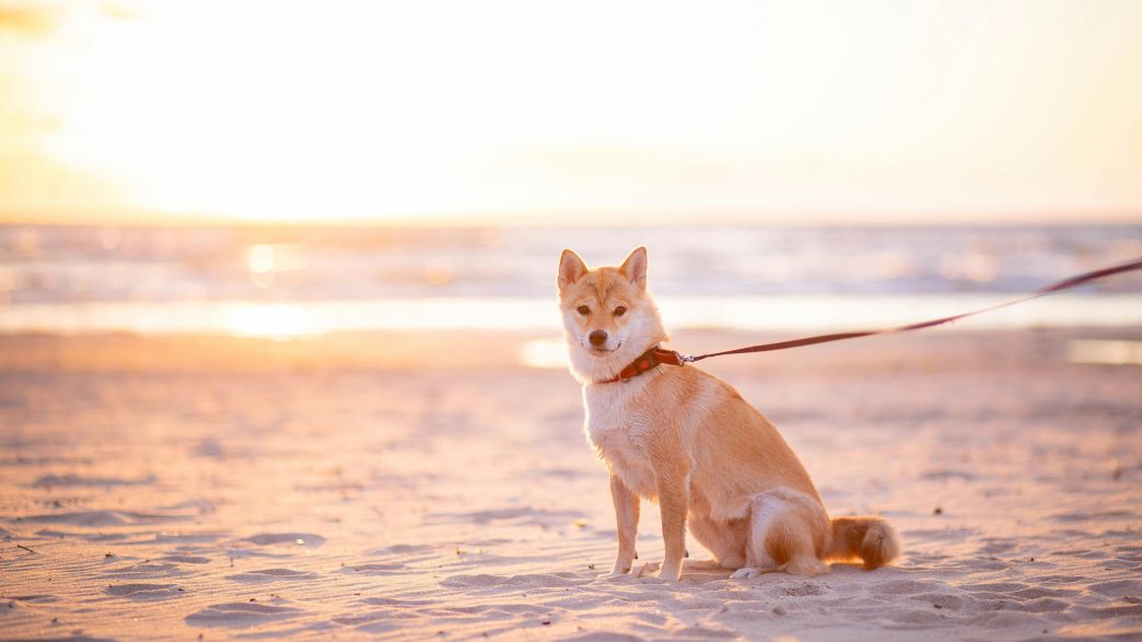 Shiba Inu Could Surge 340%, Echoing Its 2021 Peak —Analyst