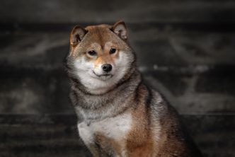 Shiba Inu Soars: Analyst Predicts 71% Rally In ‘Meme Super Cycle’ – Details