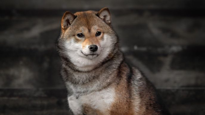 Shiba Inu Soars: Analyst Predicts 71% Rally In ‘Meme Super Cycle’ – Details