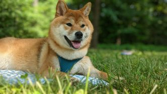 Dogecoin Jumps 16% In The Last Week: More Gains To Come?