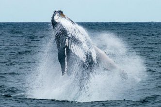 Long-Silent Bitcoin Whale Resurfaces After 10 Years As BTC Nears $69,000