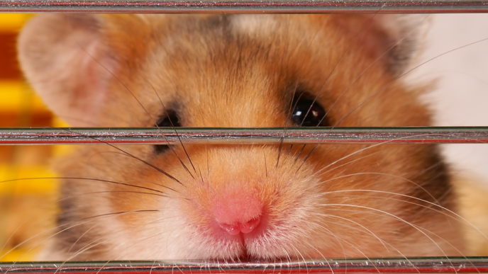 ‘Hamster Kombat’ and ‘Catizen’ Game Tokens Plummet by 50% After Telegram Airdrops