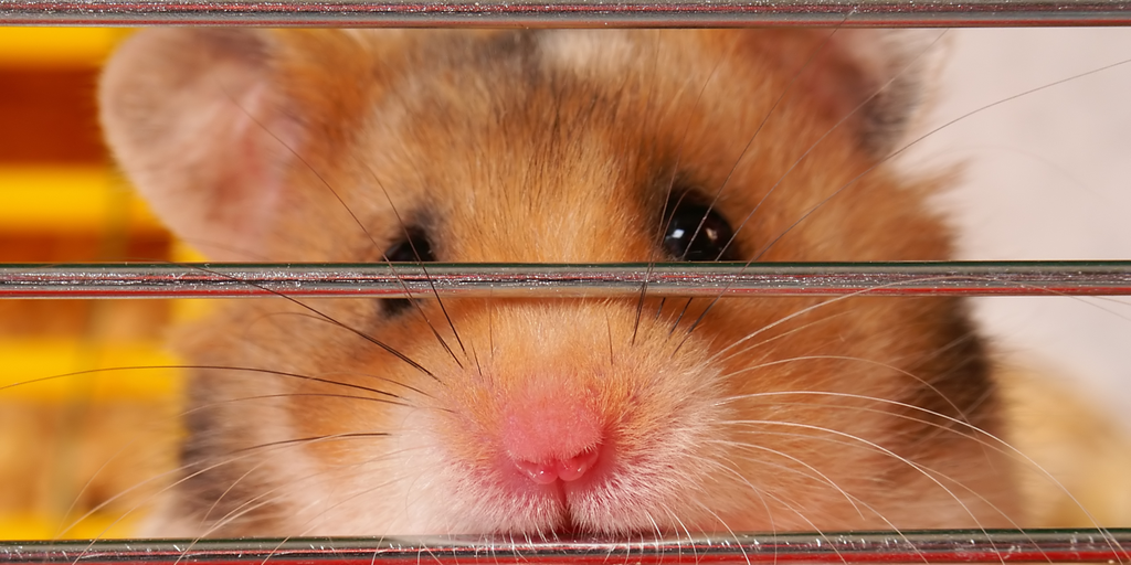 ‘Hamster Kombat’ and ‘Catizen’ Game Tokens Plummet by 50% After Telegram Airdrops