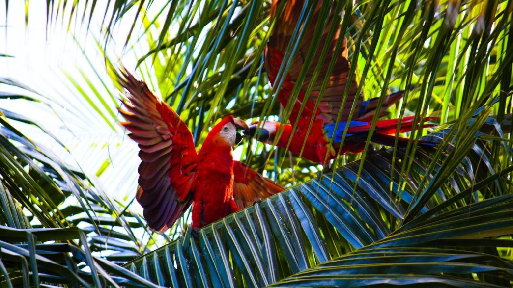 Birds in Costa Rica