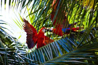 Birds in Costa Rica