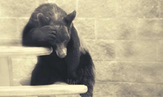 Ethereum Bear Liquidated for $23M as ETH Eyes $3K, BTC Notches New ATH