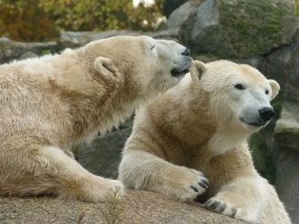 Polar bears