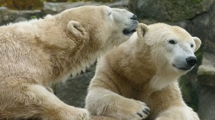 Polar bears