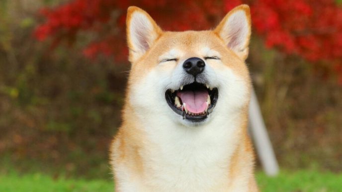 Floki Pumps to Five-Month High Price on Coinbase Listing Plans as Dogecoin Dips