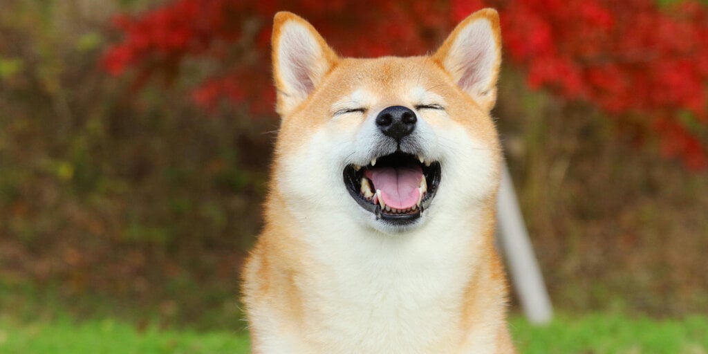 Floki Pumps to Five-Month High Price on Coinbase Listing Plans as Dogecoin Dips