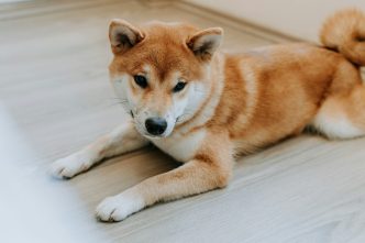 A Shiba Inu laying down