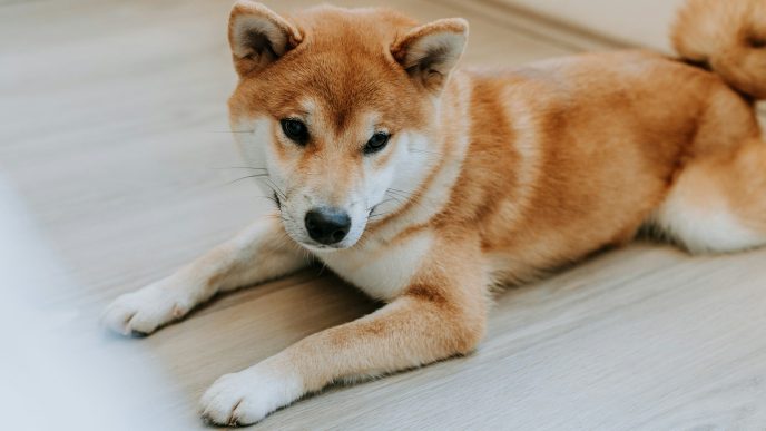 A Shiba Inu laying down