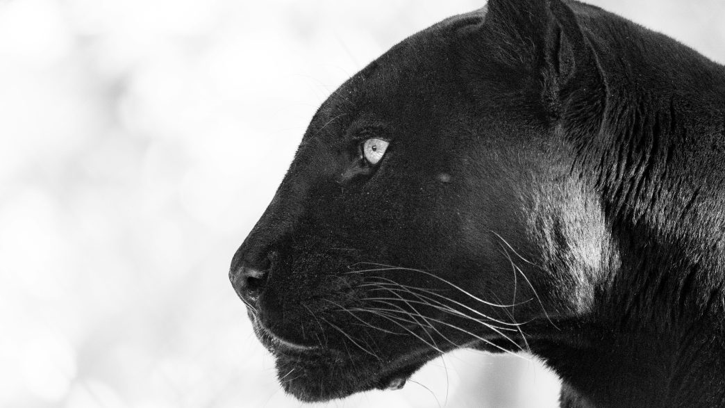 Black Panther (Pierre Lemos/Unsplash)