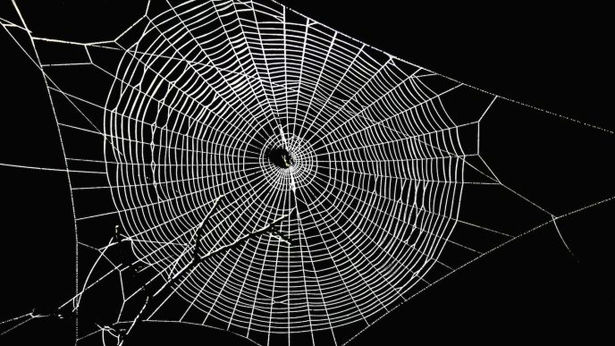 Spiderchain, a Bitcoin layer 2 blockchain. (Shutterstock)